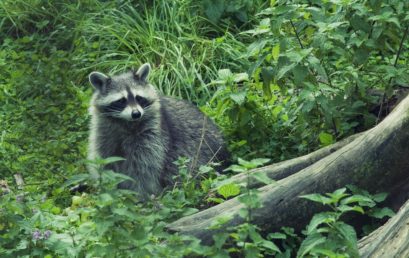 Heimische und fremde Arten: Ideologie vs. Ökologie im Naturschutz