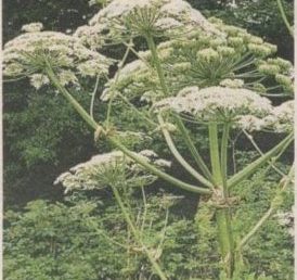 Ein Naturschützer hegt Zweifel am Kampf gegen “Fremdlinge”