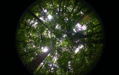 Die tropischen Regenwälder Amazoniens – ihre Bedeutung und ihre Bedrohung in einer sich ändernden Welt
