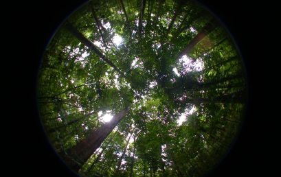 Die tropischen Regenwälder Amazoniens