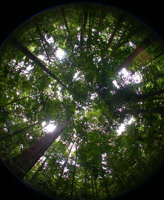 Die tropischen Regenwälder Amazoniens – ihre Bedeutung und ihre Bedrohung in einer sich ändernden Welt