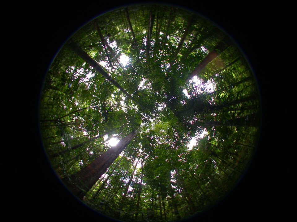 Die tropischen Regenwälder Amazoniens