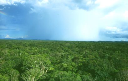 Die tropischen Regenwälder Amazoniens – ihre Bedeutung und ihre Bedrohung in Zeiten des Klimawandels und der Umweltzerstörung