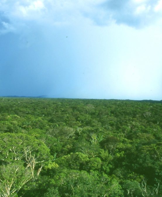 Die tropischen Regenwälder Amazoniens – ihre Bedeutung und ihre Bedrohung in Zeiten des Klimawandels und der Umweltzerstörung