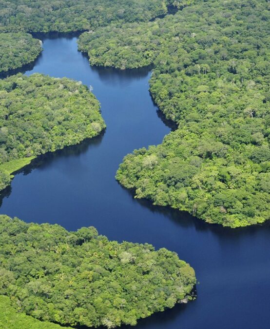 Die tropischen Regenwälder Amazoniens – ihre Bedeutung und ihre Bedrohung in Zeiten des Klimawandels und der Umweltzerstörung