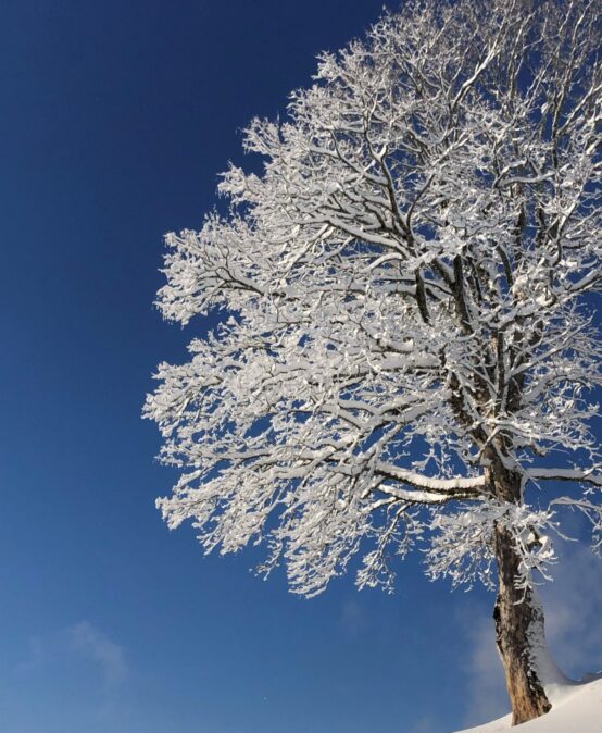 Friedliche Feiertage und ein gutes Neues Jahr 2026
